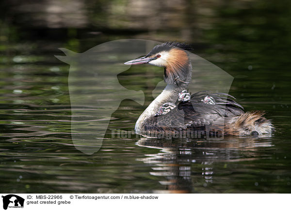 great crested grebe / MBS-22966
