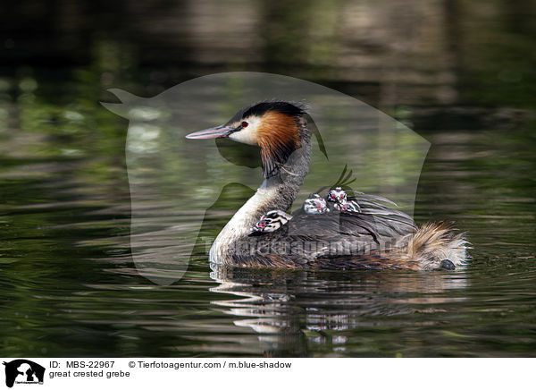 great crested grebe / MBS-22967