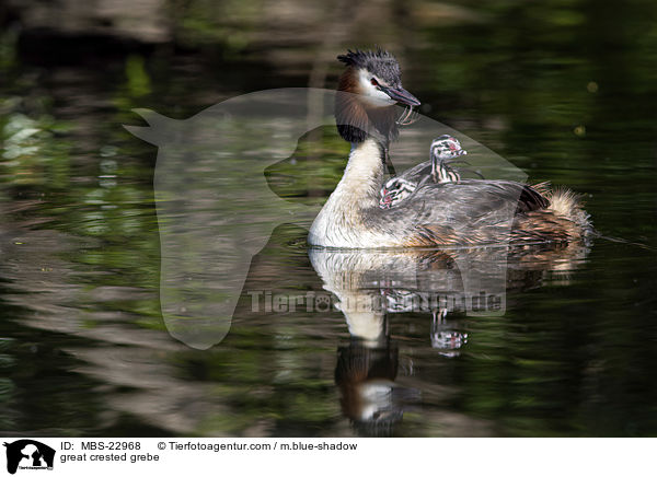 great crested grebe / MBS-22968