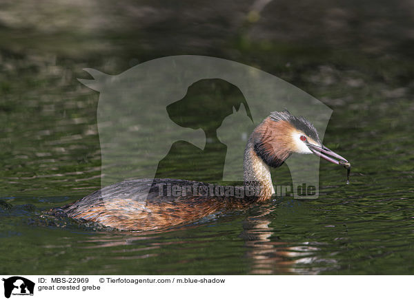 great crested grebe / MBS-22969