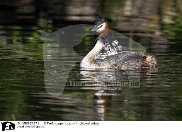 great crested grebe / MBS-22971