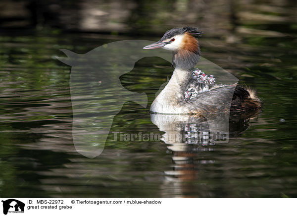 great crested grebe / MBS-22972