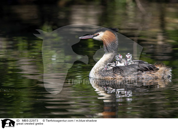 great crested grebe / MBS-22973