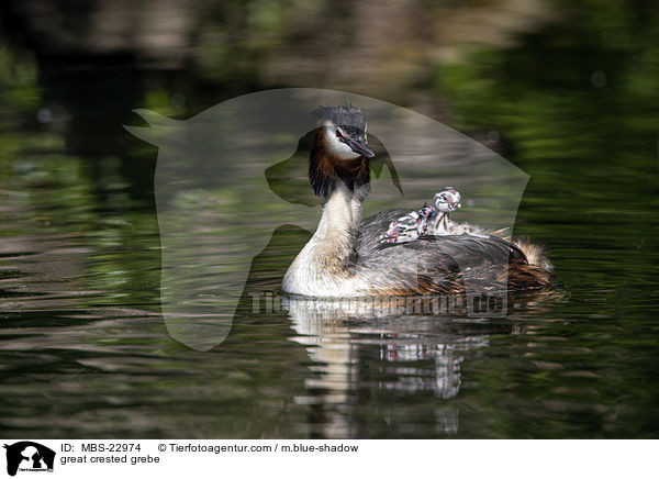 great crested grebe / MBS-22974