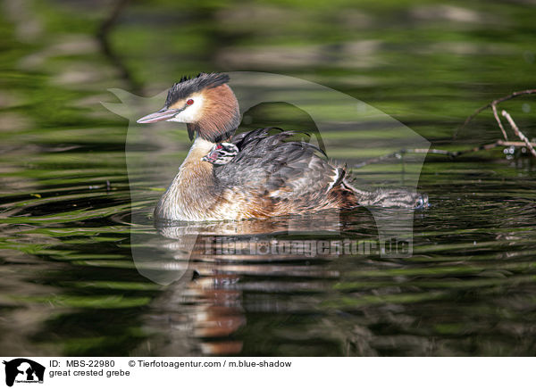 great crested grebe / MBS-22980