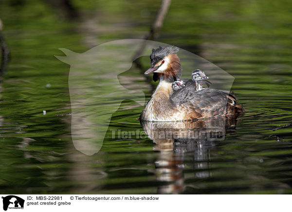 great crested grebe / MBS-22981