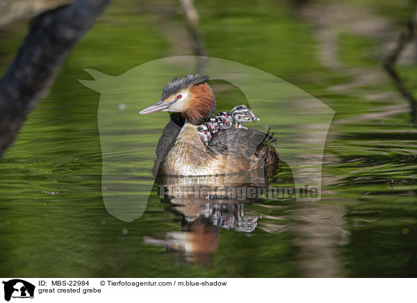great crested grebe / MBS-22984