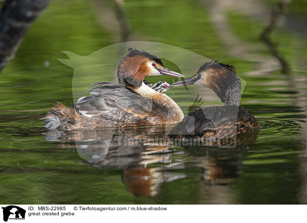 great crested grebe / MBS-22985