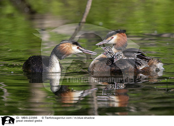 great crested grebe / MBS-22986