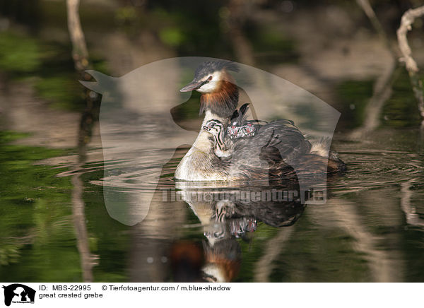great crested grebe / MBS-22995