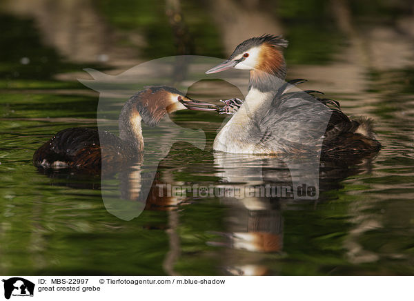 great crested grebe / MBS-22997