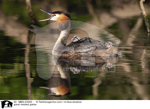 great crested grebe / MBS-23000