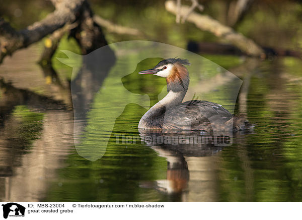 great crested grebe / MBS-23004
