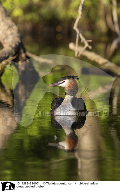 great crested grebe / MBS-23005