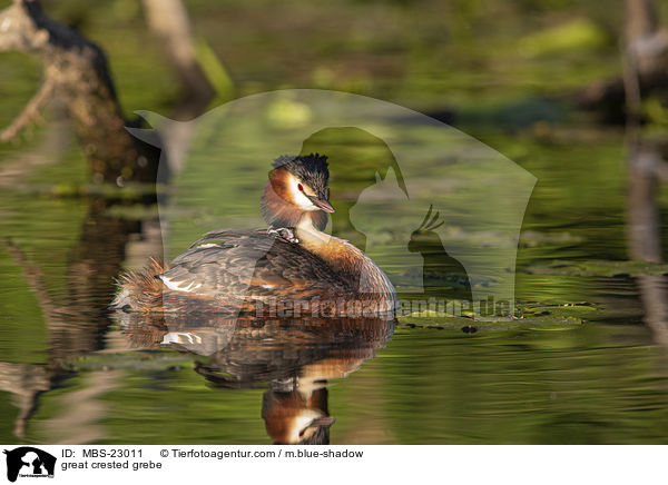 great crested grebe / MBS-23011