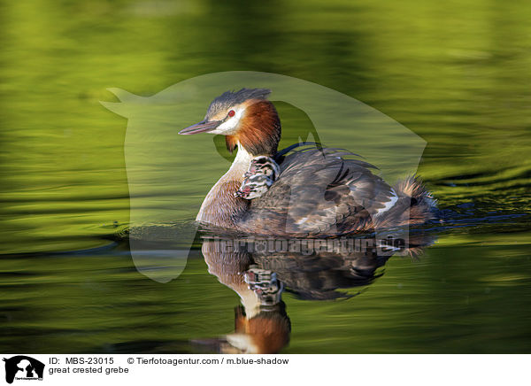 great crested grebe / MBS-23015