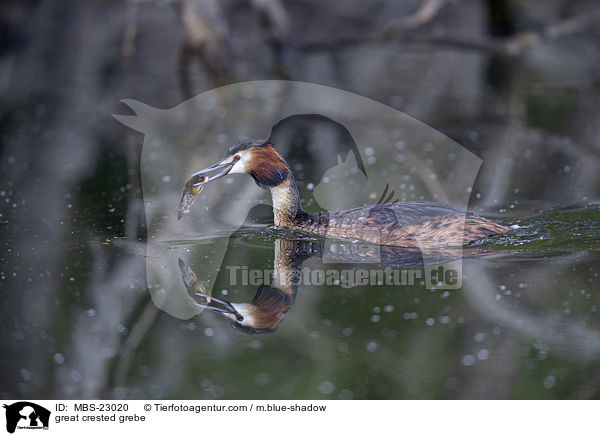 great crested grebe / MBS-23020