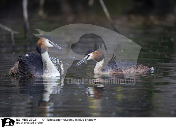 great crested grebe / MBS-23021