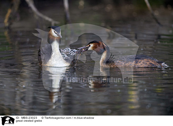 great crested grebe / MBS-23023