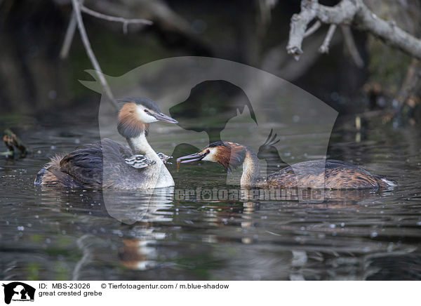 great crested grebe / MBS-23026
