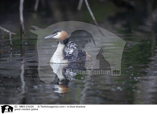 great crested grebe / MBS-23028