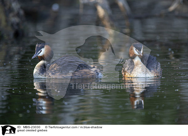 great crested grebes / MBS-23030