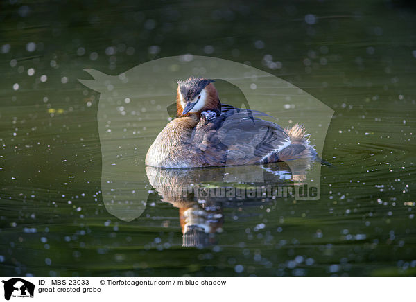 great crested grebe / MBS-23033