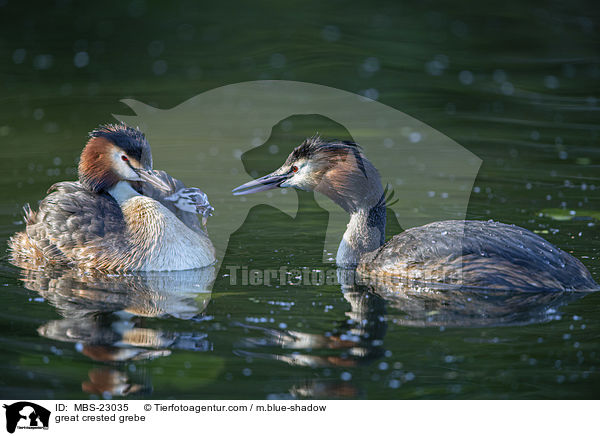 great crested grebe / MBS-23035