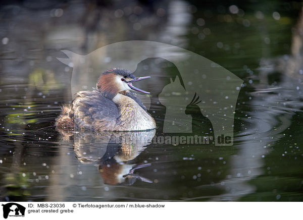 great crested grebe / MBS-23036