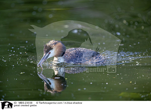 great crested grebe / MBS-23038