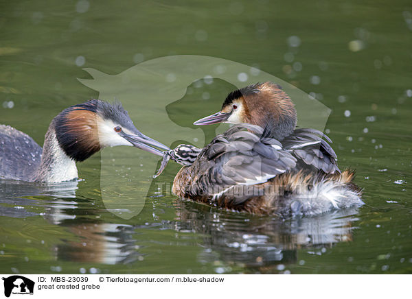 great crested grebe / MBS-23039