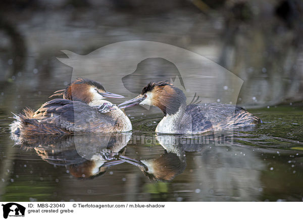 great crested grebe / MBS-23040