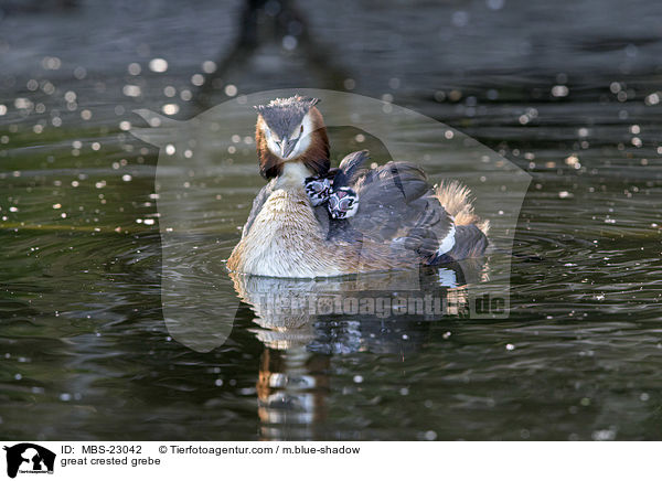 great crested grebe / MBS-23042