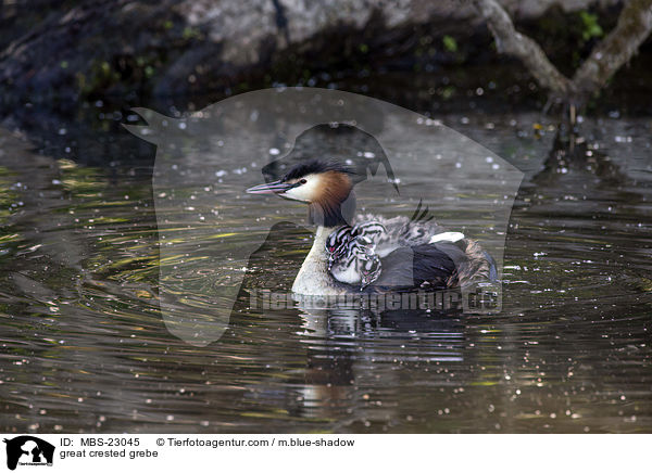 great crested grebe / MBS-23045