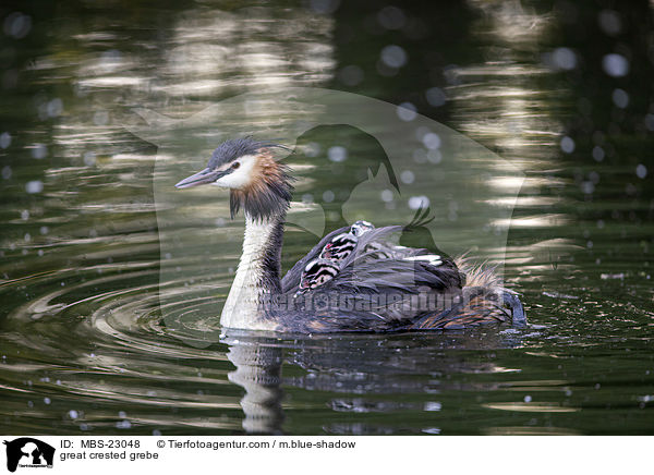 great crested grebe / MBS-23048