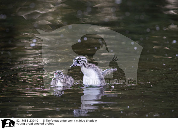 young great crested grebes / MBS-23049
