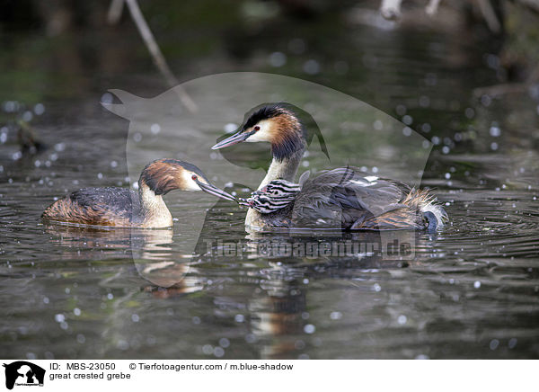 great crested grebe / MBS-23050