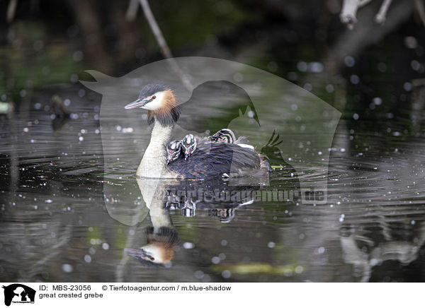 great crested grebe / MBS-23056
