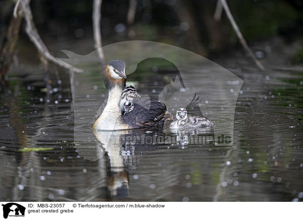 great crested grebe / MBS-23057
