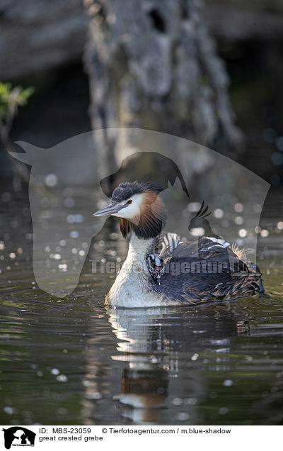 great crested grebe / MBS-23059