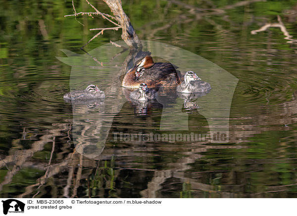 great crested grebe / MBS-23065