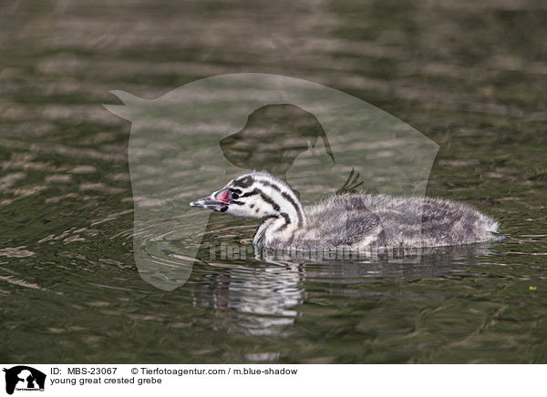 young great crested grebe / MBS-23067
