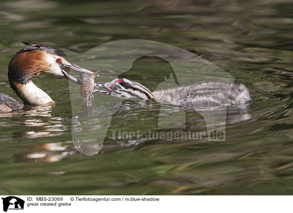 great crested grebe / MBS-23069