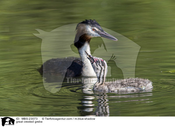 great crested grebe / MBS-23073