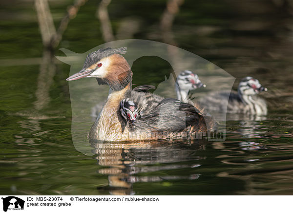 great crested grebe / MBS-23074