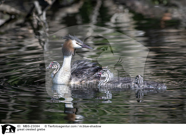 great crested grebe / MBS-23084