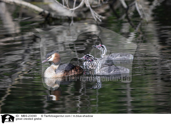 great crested grebe / MBS-23090