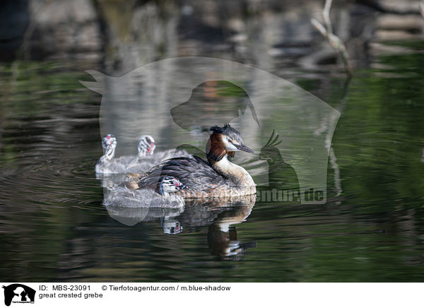 great crested grebe / MBS-23091