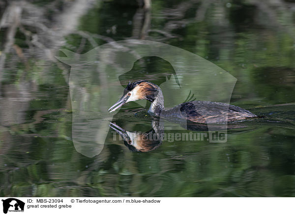 great crested grebe / MBS-23094