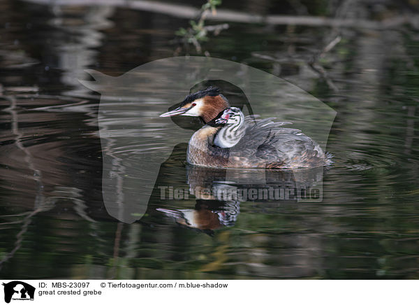 great crested grebe / MBS-23097